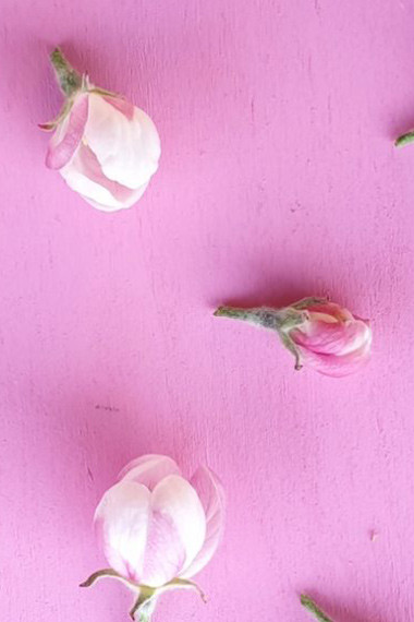 traveltotaste-fiori-rosa-blog-orizzontale