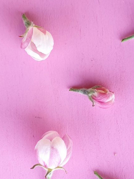 traveltotaste-fiori-rosa-blog-orizzontale